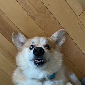 Meet your Posher, Bruce